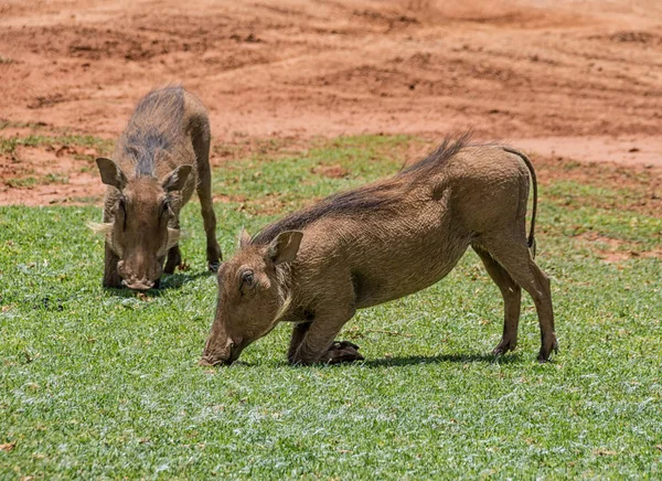 Wrattenzwijnen Groen Gras Eten Gazon Zuidelijke Afrikaanse Savanne — Stockfoto