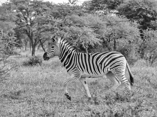 Monochromatycznych Zdjęć Dorosłych Burchell Zebra Kłusem Przez Południowej Afryki Savannah — Zdjęcie stockowe