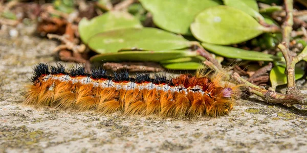 Cape Lappet Larva Southern Africa — Stock Photo, Image
