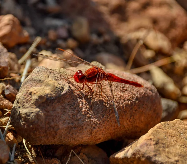 Küçük Kırmızı Yusufçuk Taş Güney Afrika — Stok fotoğraf