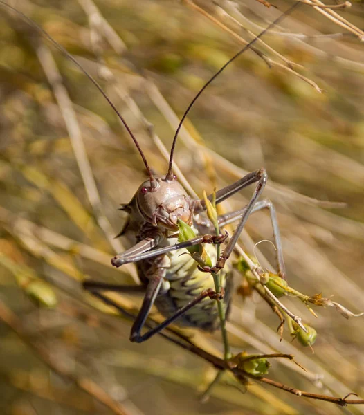 Mais Cricket Auf Nahrungssuche Langen Gras Südafrikanischer Savanne — Stockfoto