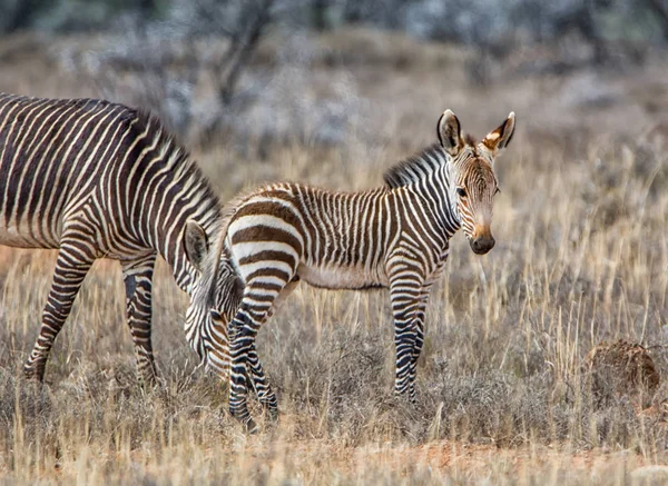 Cape Horská Zebra Matka Colt Travní Porosty Jižní Africké Savany — Stock fotografie