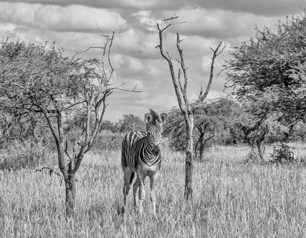 Svartvitt Foto Unga Burchells Zebra Stående Mellan Två Döda Träd — Stockfoto