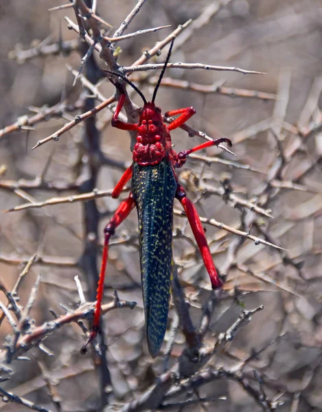 Primer Plano Langosta Común Ambrosía Phymateus Morbillosus Arbusto Espino Camello — Foto de Stock