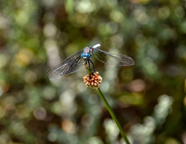 Julia Skimmer Dragonfly Siedzi Roślinie Afryce Południowej — Zdjęcie stockowe