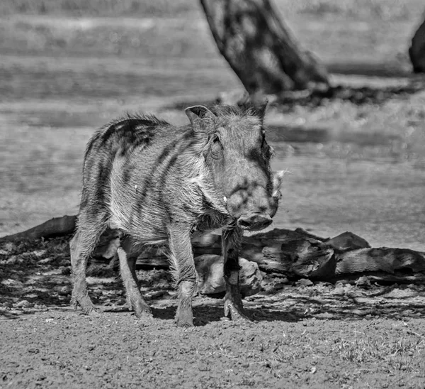 Knobbelzwijn Staande Schaduw Van Boom Zuidelijke Afrikaanse Savanne — Stockfoto