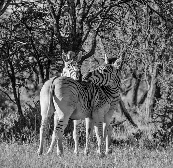 Monochromatycznych Zdjęć Dwie Zebry Południowej Afrykańskiej Sawanny — Zdjęcie stockowe