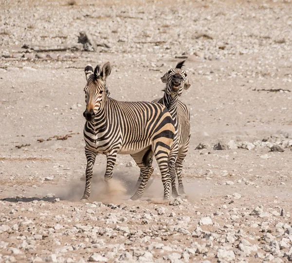 Зебры Сражаются Песке Намибийской Саванне Днем — стоковое фото
