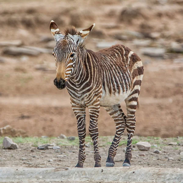 Dětská Zebra Horská Cape Jižní Africké Savany — Stock fotografie