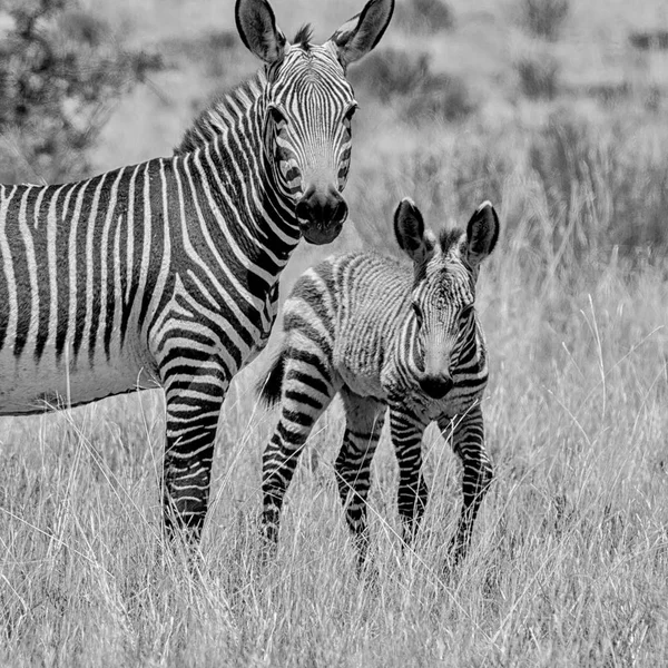 Photo Monochrome Mère Zébrée Poulain Dans Savane Afrique Australe — Photo