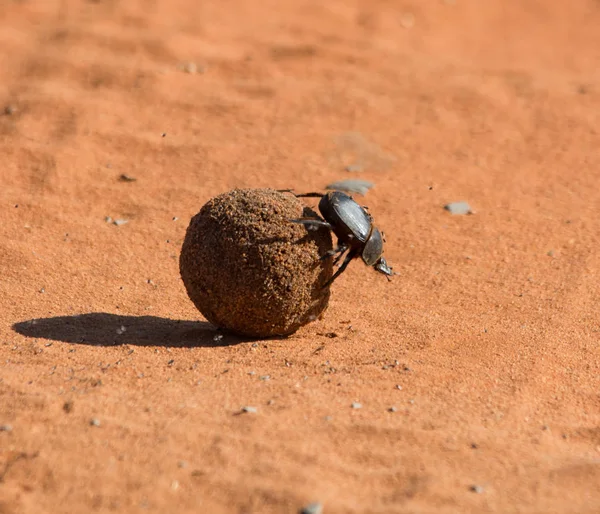 Dung Beetle Rolando Bola Através Pista Sujeira Vermelha — Fotografia de Stock