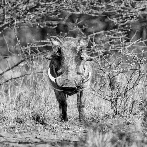 Zwart Wit Foto Van Warthog Staande Droog Gras Zuid Afrikaanse — Stockfoto