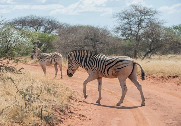 Primo Piano Delle Zebre Nella Savana Dell Africa Australe — Foto Stock