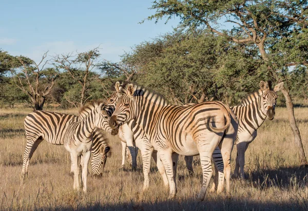 Grupo Familiar Las Cebras Sabana Del Sur África — Foto de Stock