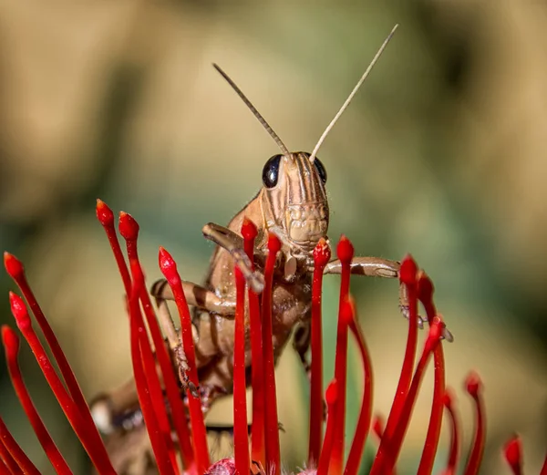 Close Van Tuin Locust Leucospermum Lineare Bloem — Stockfoto