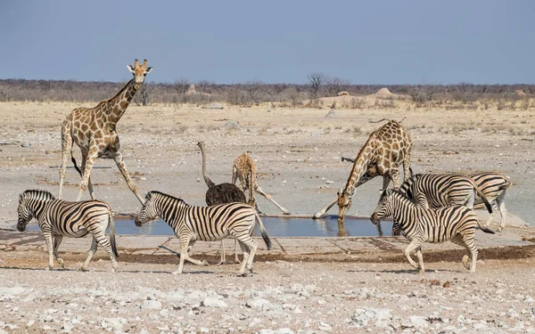 斑马群和长颈鹿在纳米比亚稀树草原浇水孔 — 图库照片