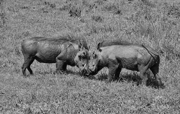 Juvenil Warthogs Güney Afrika Savana Mücadele Çifti — Stok fotoğraf
