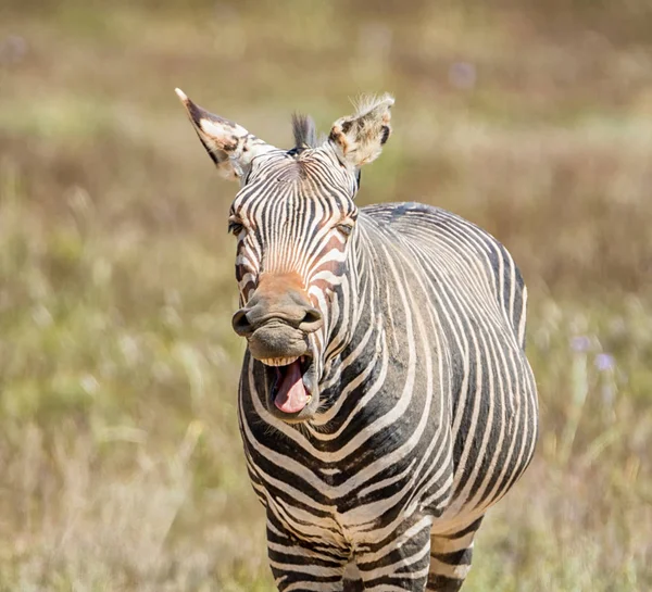 Cape Dağ Zebrası Bakarak Yakın Sanki Gülüyor — Stok fotoğraf