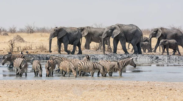 在纳米比亚稀树草原上浇水的斑马和大象群 — 图库照片