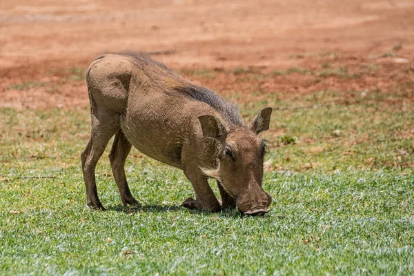 Knobbelzwijn Eten Gazon Zuidelijke Afrikaanse Savanne — Stockfoto