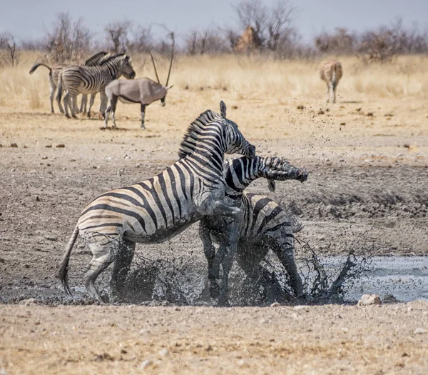 Stalloni Zebra Che Combattono Nella Savana Namibiana Giorno — Foto Stock