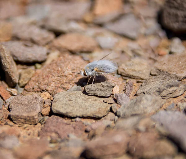 Woolly Bee Voar Paisagem Rochosa África Austral — Fotografia de Stock