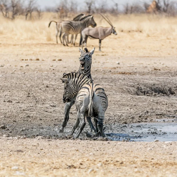 Zebra Mén Harcok Namíbiai Szavanna Nappali — Stock Fotó