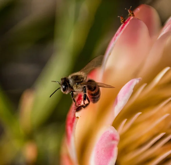 プロテア シロクローバ花南岬 南アフリカ共和国のミツバチ — ストック写真