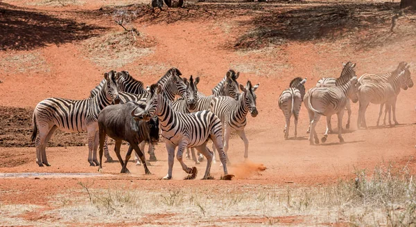 Zebras Blue Wildebeest Poço Água Savana África Austral — Fotografia de Stock