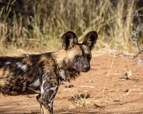 Κοντινό Πλάνο Της Αφρικής Άγριο Σκυλί Στη Ναμίμπια Σαβάνα — Φωτογραφία Αρχείου