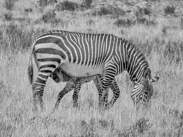 Monochromatyczne Zdjęcie Matki Zebra Źrebię Południowej Afrykańskiej Sawanny — Zdjęcie stockowe