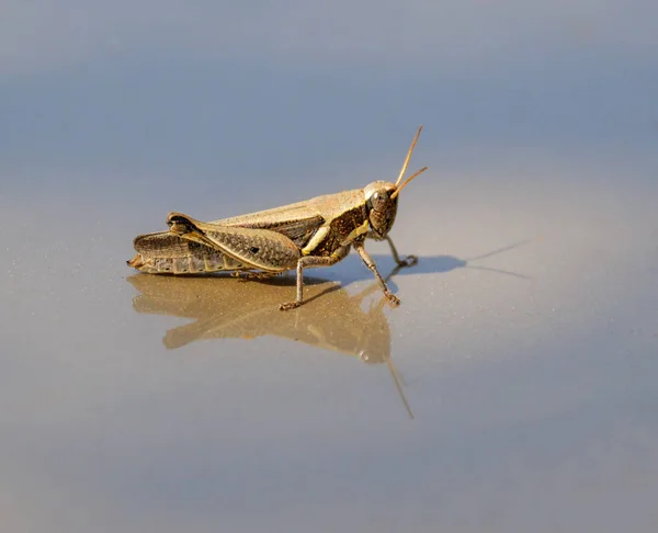 Heuschrecke Sitzt Auf Reflektierender Oberfläche — Stockfoto