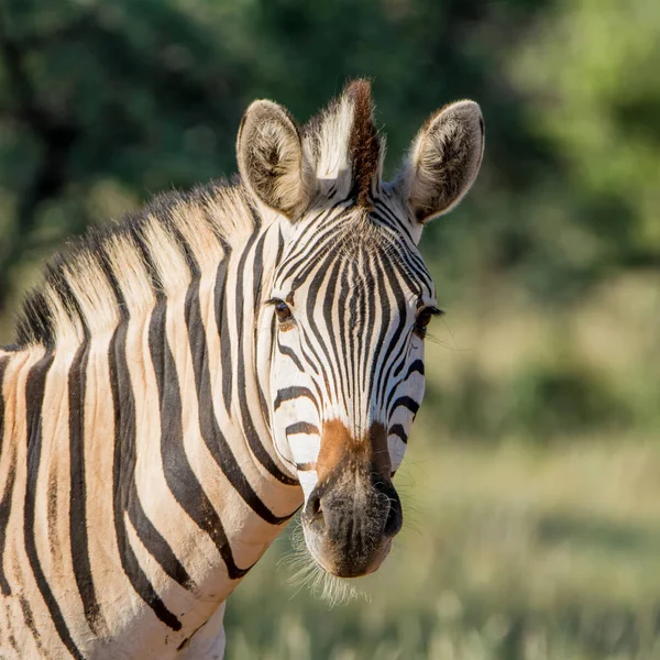 Zebra Güney Afrika Savannah Portresi — Stok fotoğraf