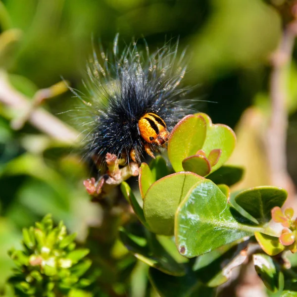 Close Mesocelis Monticola Mountain White Spot Caterpillar Eating Leaves — Stock Photo, Image