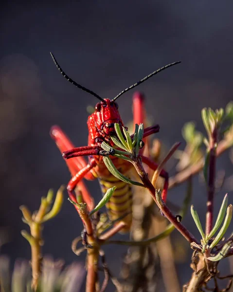 Koppie Foam Grasshopper Sabana Del Sur África —  Fotos de Stock