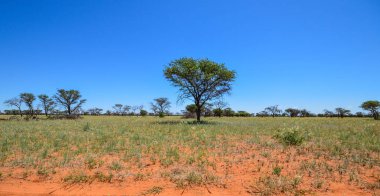 Savana manzara Northern Cape, Güney Afrika