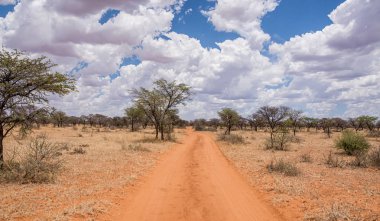 Güney Afrika savana vahşi aracılığıyla germe kırmızı kum parça