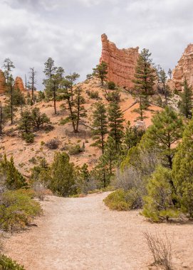 yol boyunca ağaçlar Bryce Milli Parkı, Utah yürüyüş