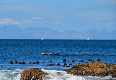 Güney gerçek balinası yüzme False Bay ve arka plan üzerinde yüzen beyaz Yatlar