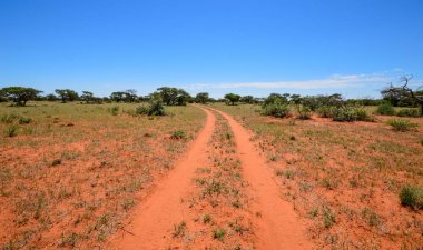 çim Northern Cape, Güney Afrika, yolda, savana yatay