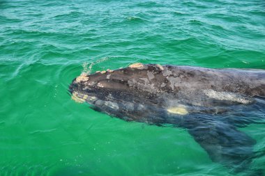 kadar yakın, meraklı çocuk Güney gerçek balinası False Bay, Güney Afrika