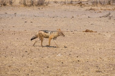 Namibya Savannah yürüyen Kara sırtlı Çakal 