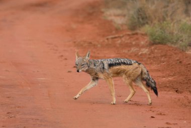 Kara sırtlı Çakal geçiş kırmızı kirli parça Güney Afrika savana