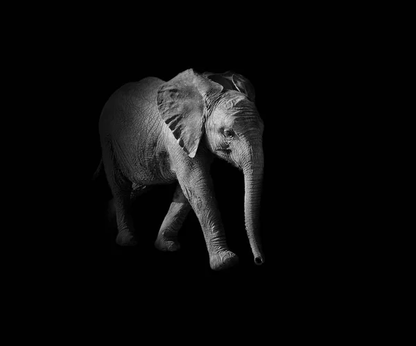 Темні Монохромний Портрет Неповнолітніх Африканський Слон — стокове фото