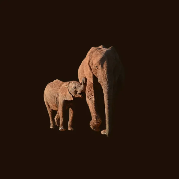 Портрет Матері Африканський Слон Теля Червоні Від Пилу Лазня — стокове фото