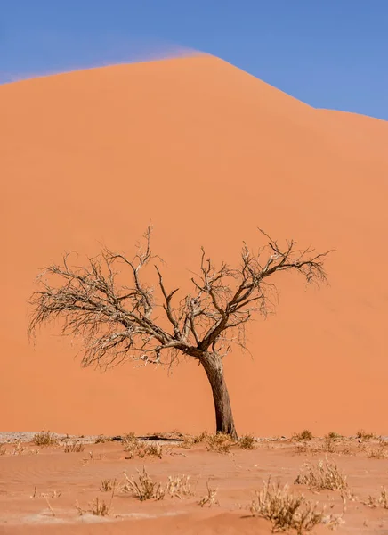 Dode Thorn Tree Bij Sossusvlei Namibische Woestijn — Stockfoto