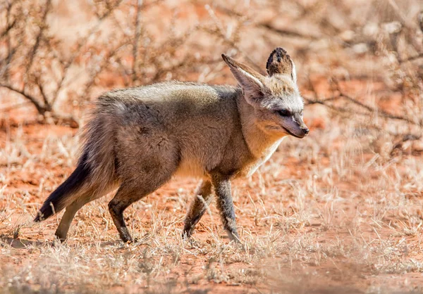 Grootoorvos Foerageren Zuidelijke Afrikaanse Savanne — Stockfoto