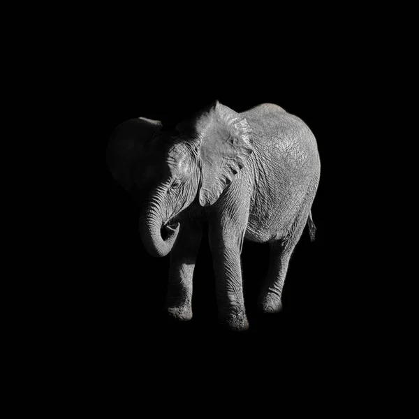 Темні Монохромний Портрет Дитина Слон Африканський — стокове фото