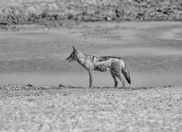 Černobílé Fotografie Čabrakový Řeky Namibie Savany — Stock fotografie