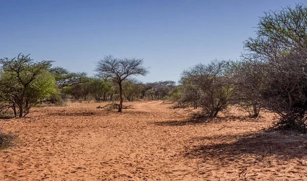 Areia Vermelha Com Trilhas Árvores Savana África Austral — Fotografia de Stock